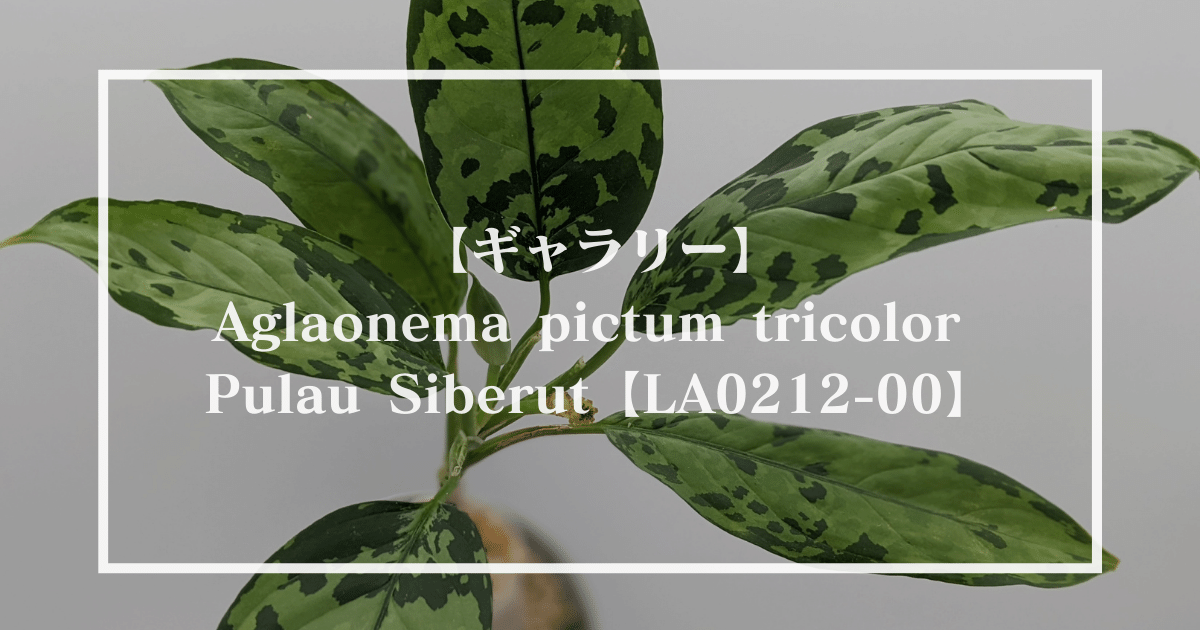 ギャラリー アグラオネマピクタム Sibert 1st La0212 00