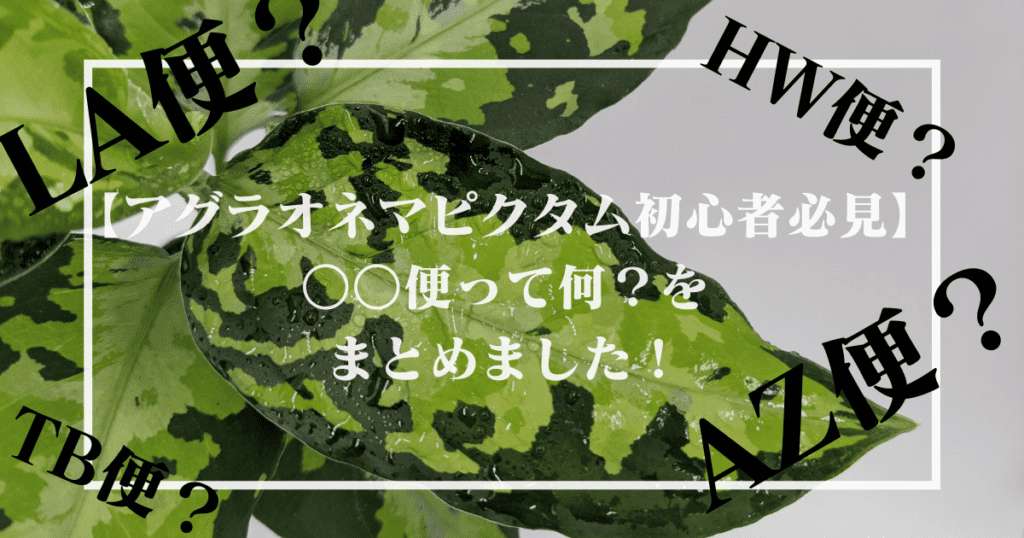 【アグラオネマピクタム初心者 
