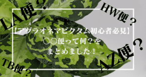 アグラオネマピクタム初心者必見】○○便って何？をまとめました！