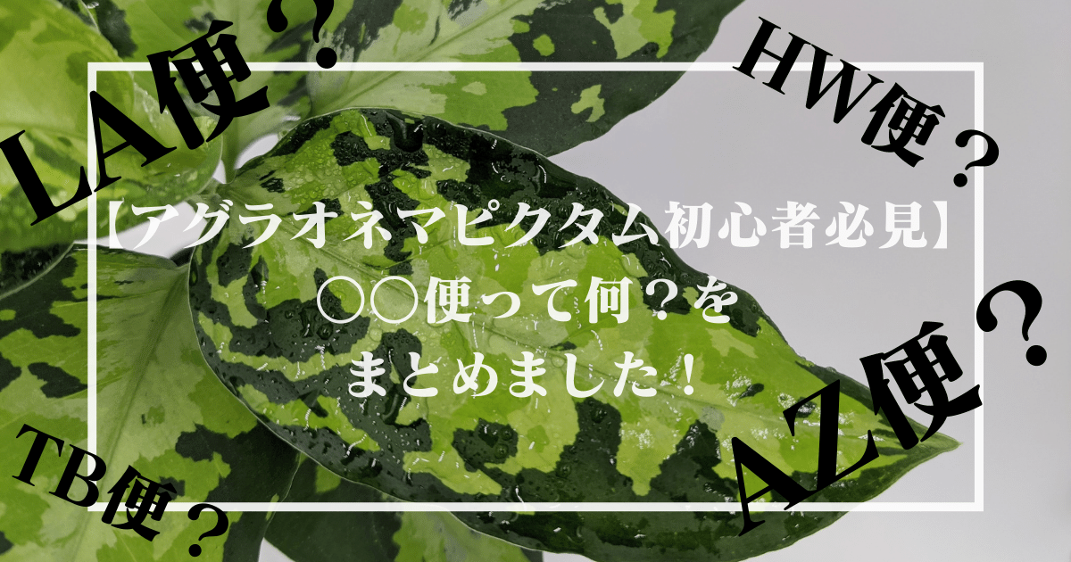 アグラオネマピクタム初心者必見 便って何 をまとめました アグラオネマピクタム初心者必見 便って何 をまとめました