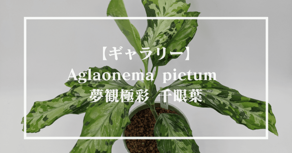 ★BEGO-SELECT★アグラオネマ　ニルバーシュ★Aglaonema　Pictum　Tricolor　”NIRVASH”Pulau　Nias★