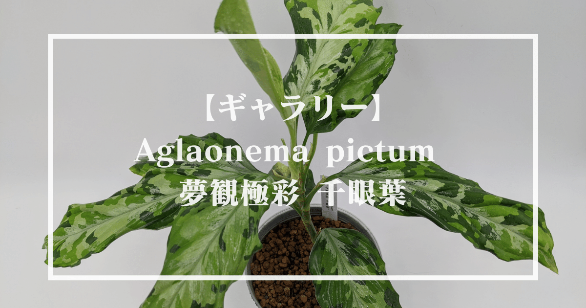 アグラオネマピクタム 夢観極彩 千眼葉【KN便】