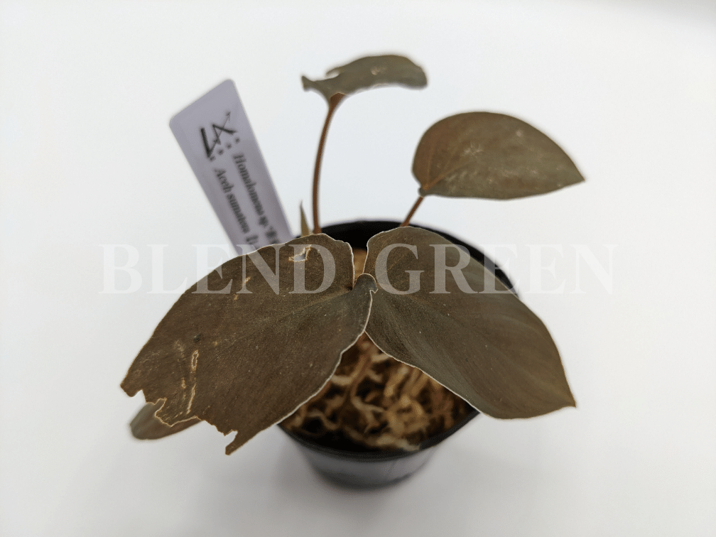 Homalomena sp. “黒兎” Aceh Sumatera【LA0622-01】