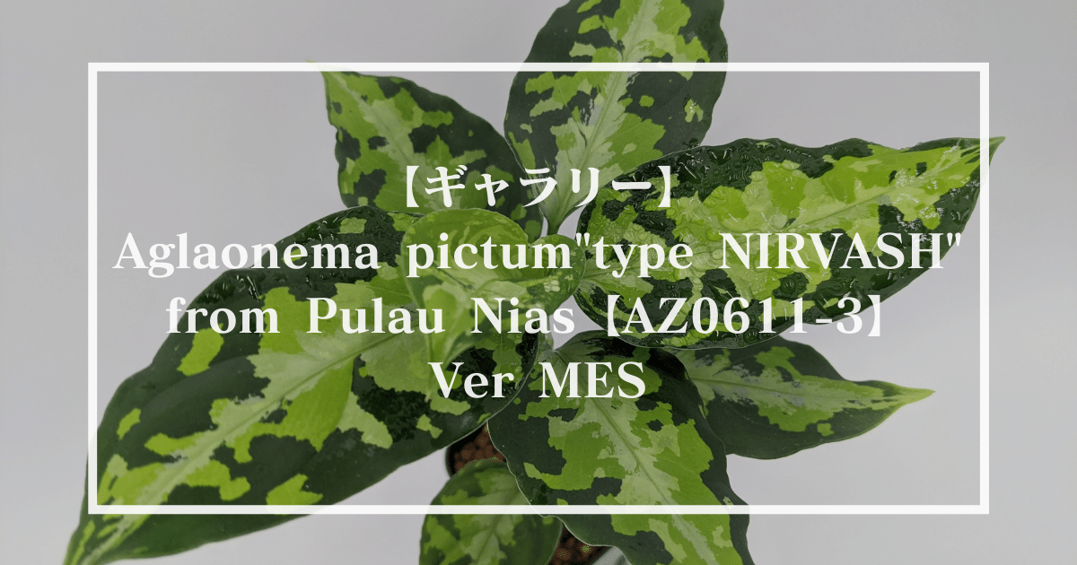 ★BEGO-SELECT★アグラオネマ　ニルバーシュ★Aglaonema　Pictum　Tricolor　”NIRVASH”Pulau　Nias★