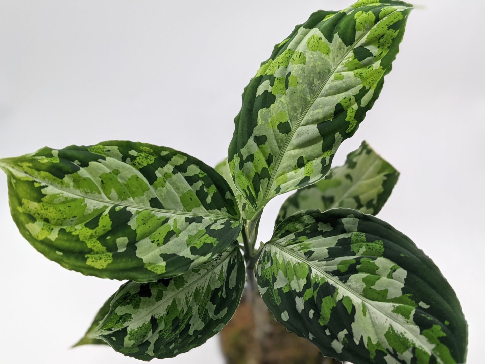 Blend Green Blend Greenが運営するアグラオネマ ピクタムを始めとする熱帯植物のギャラリーや育て方を中心としたサイトです 主に初心者の向けにまとめていますので これからジメジメ系の観葉植物を育ててみたい方は参考にしてください