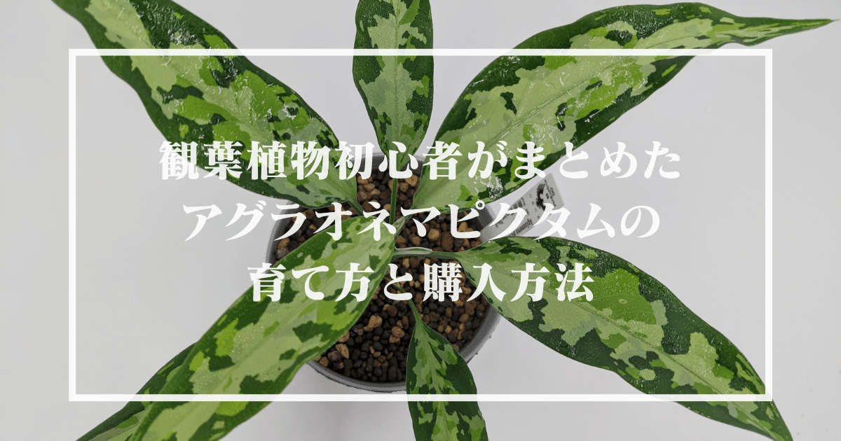 観葉植物初心者がまとめたアグラオネマピクタムの育て方と購入方法 観葉植物初心者がまとめたアグラオネマピクタムの育て方と購入方法