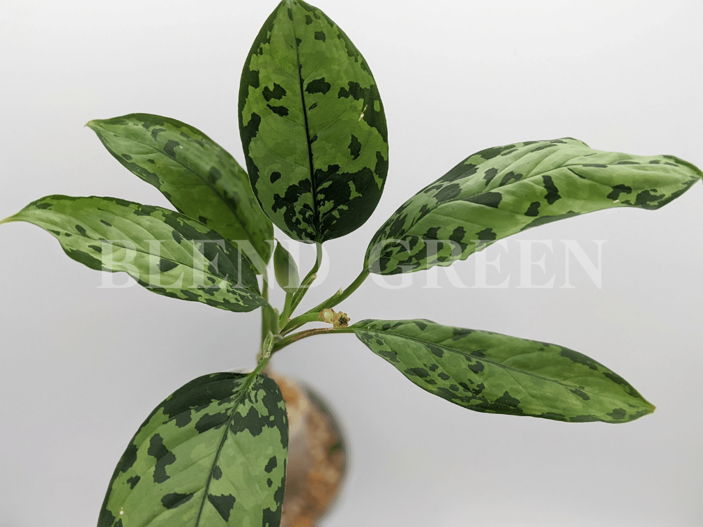 【アグラオネマピクタム】Aglaonema pictum Siberut 1st