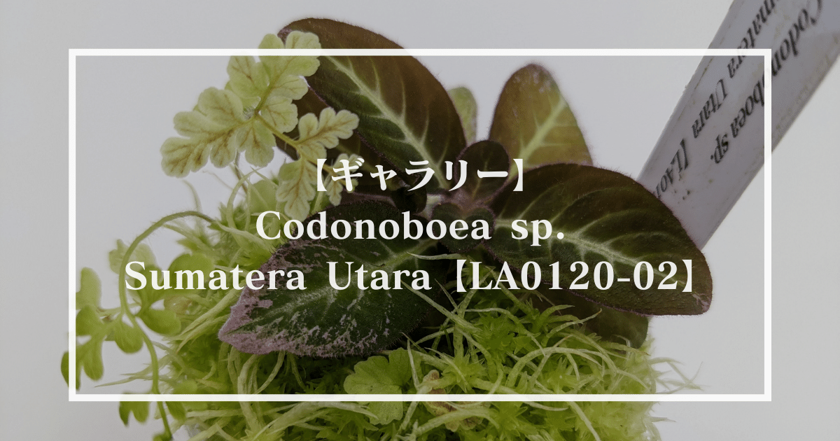 【ギャラリー】Codonoboea sp. Sumatera Utara【LA0120-02】