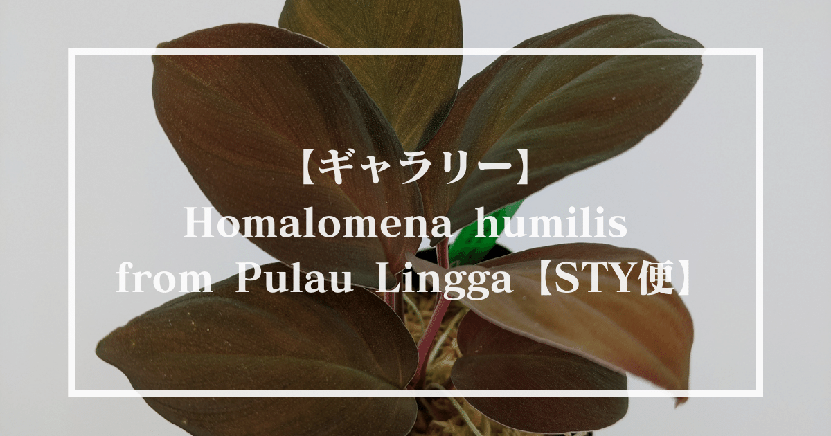 【ギャラリー】Homalomena humilis from Pulau Lingga【STY便】