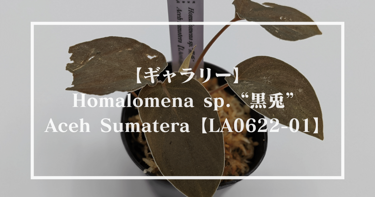 【ギャラリー】Homalomena sp. “黒兎” Aceh Sumatera【LA0622-01】
