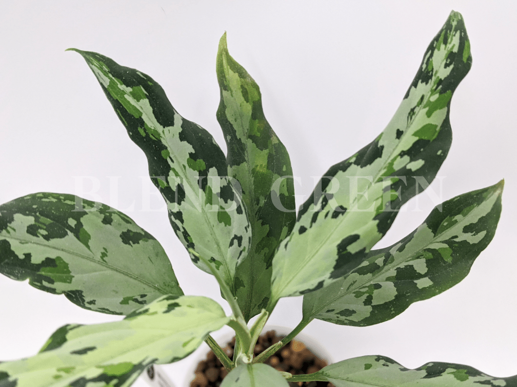 アグラオネマピクタム T-021019-b4【TZ便】 