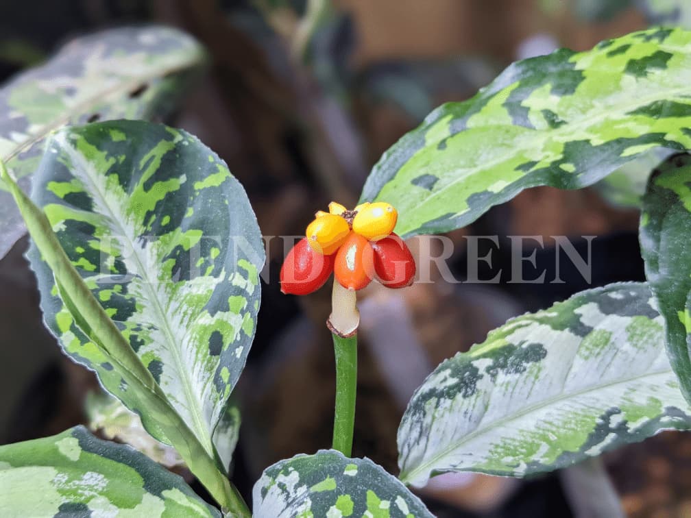 アグラオネマピクタムの花芽が上がってきたら 交配のやり方について