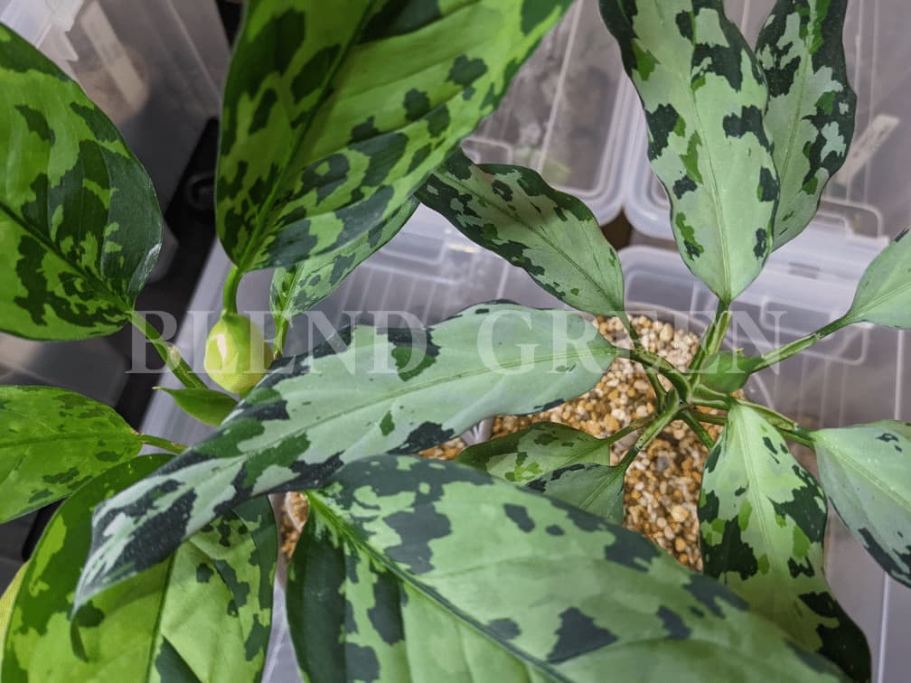 アグラオネマピクタムの花芽が上がってきたら 交配のやり方について