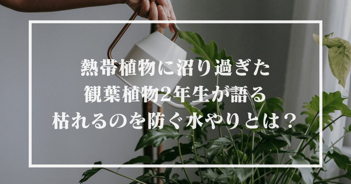 熱帯植物に沼り過ぎた観葉植物2年生が語る枯れるのを防ぐ水やりとは