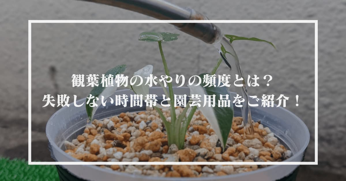 観葉植物の水やりの頻度とは 失敗しない時間帯と園芸用品