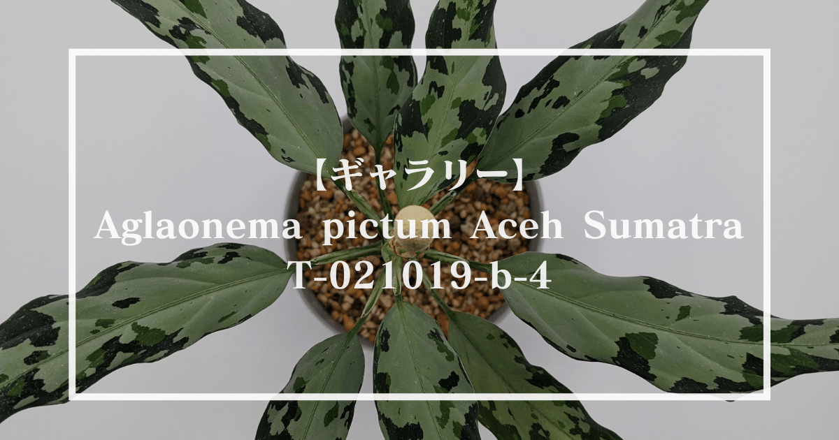 【アグラオネマピクタム】Aglaonema pictum Aceh Sumatra TZ-021019-b4【TZ便】