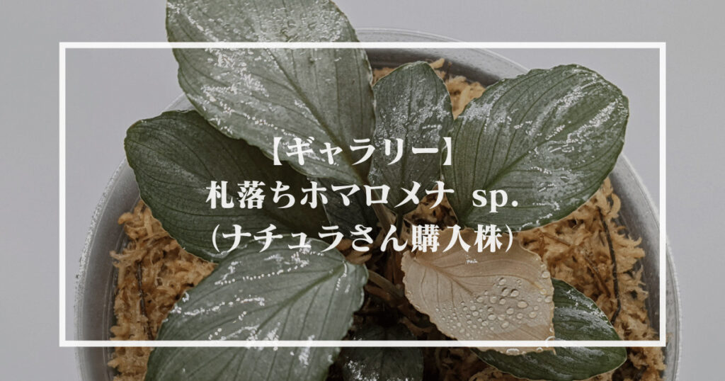 ①増殖株 Homalomena TEMPER BLUE ホマロメナ（Homalomena sp