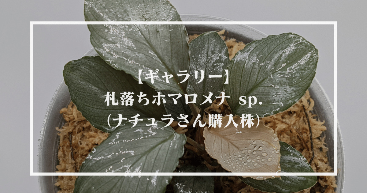 ホマロメナ(Homalomena sp) 5株セット　色々な便詰め合わせ 5. Homalomena sp. Kabupaten Karo Sumatra Utara T-270424 ホマロメナ