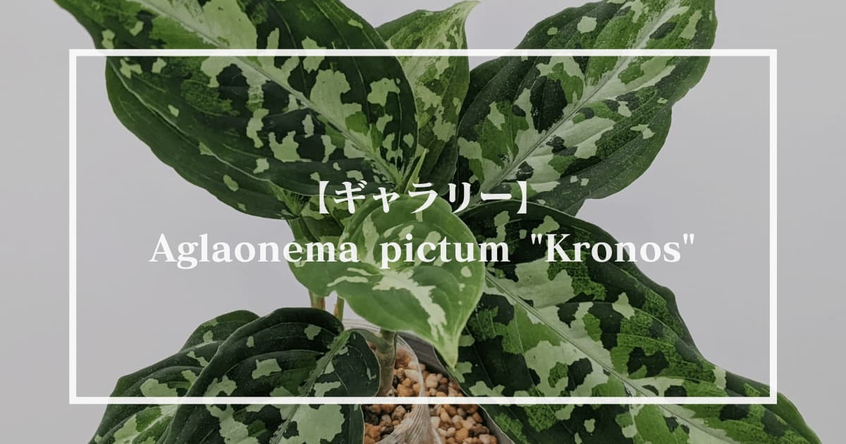 【ギャラリー】Aglaonema pictum Kronos(アグラオネマピクタム クロノス)【KN便】