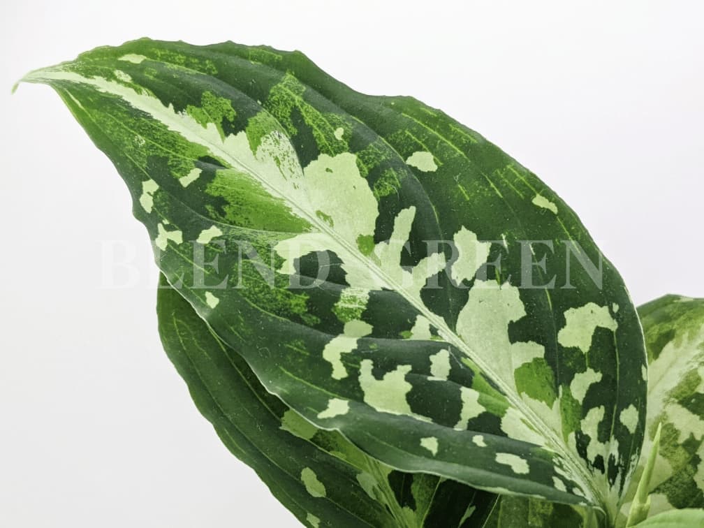 美種】aglaonema pictum Kronos Growaquarium アグラオネマピクタム 