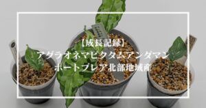 成長記録】アグラオネマピクタムアンダマンポートブレア北部地域産