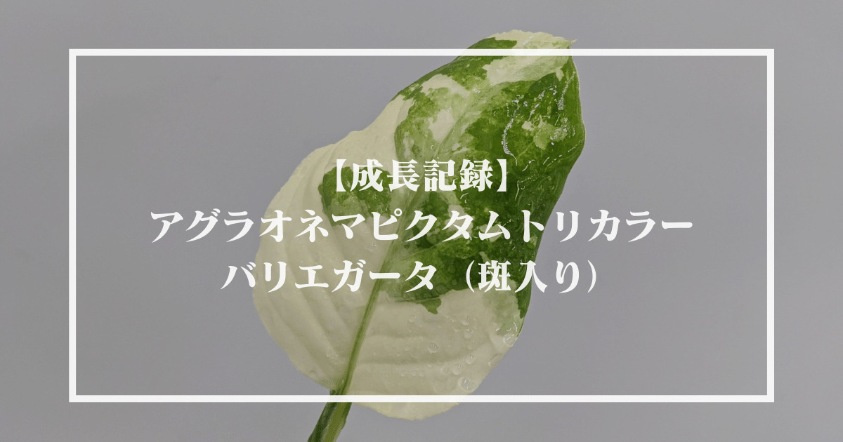 成長記録】アグラオネマピクタムトリカラー バリエガータ（斑入り）