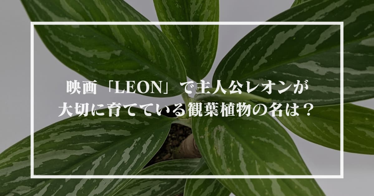 映画 Leon で主人公レオンが大切に育てている観葉植物の名は