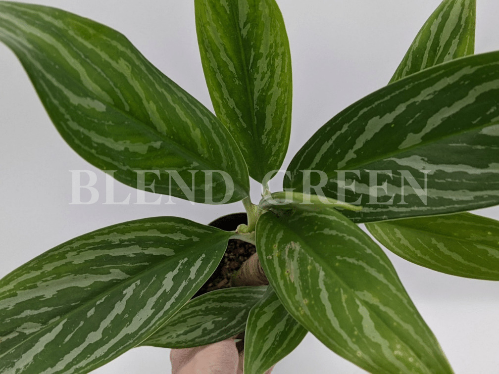 映画 Leon で主人公レオンが大切に育てている観葉植物の名は