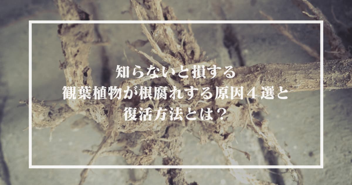 知らないと損する観葉植物が根腐れする原因４選と復活方法とは