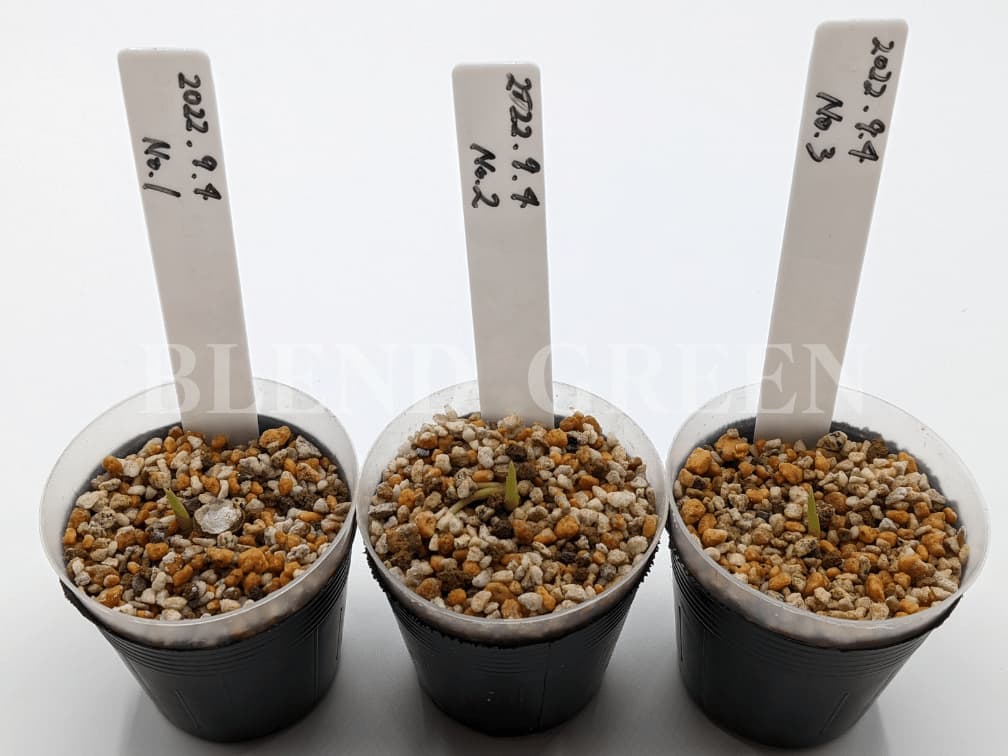 アグラオネマピクタム 用土によって育つ早さが変わるのか実験