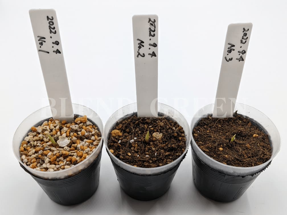 アグラオネマピクタム 土によって育つ早さが変わるのか実験1