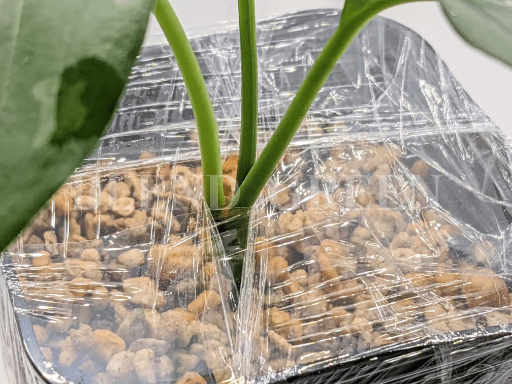 アグラオネマピクタム 常湿栽培にチャレンジ