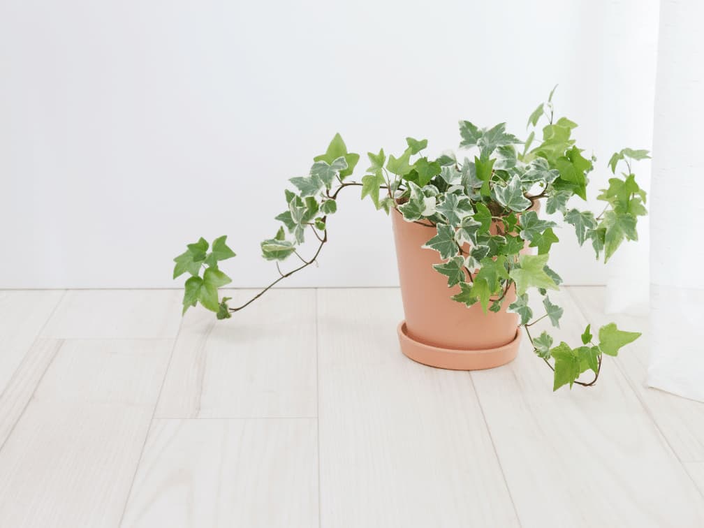 初心者向け インテリアとしておすすめな人気の観葉植物選50選