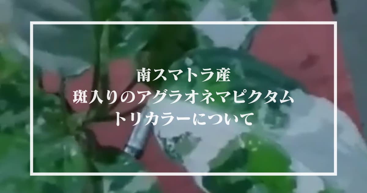 南スマトラ産 斑入りのアグラオネマピクタムトリカラーについて