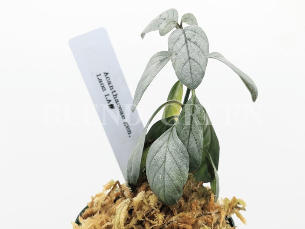 Acanthaceae gen. Laos LA便（アカンサセアエ）