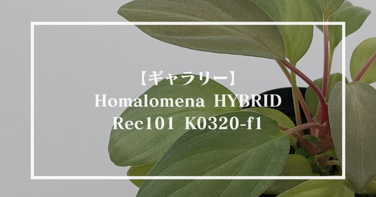 【ギャラリー】Homalomena HYBRID Rec101 K0320-f1