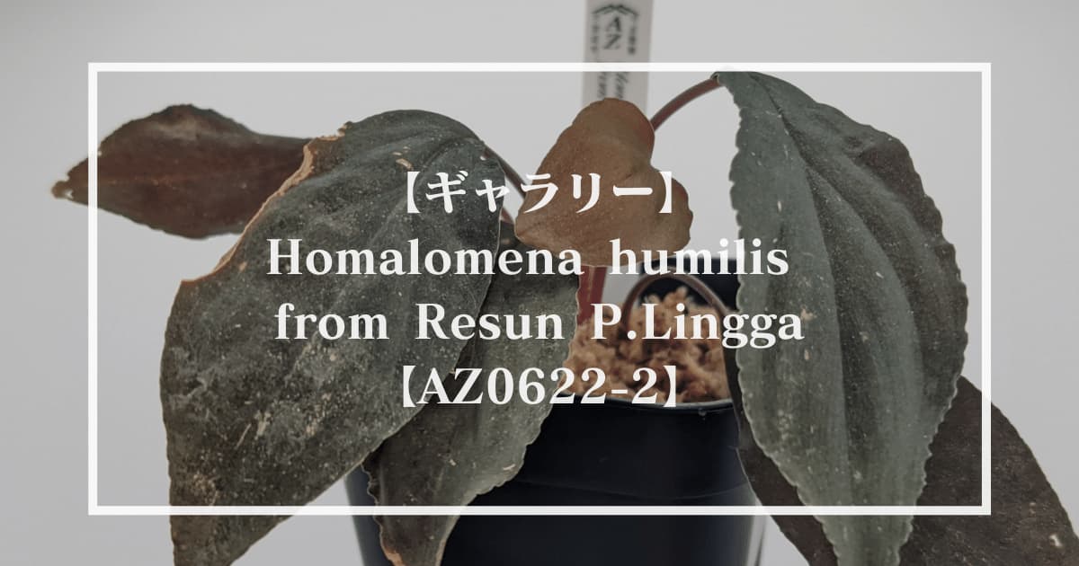 【ギャラリー】Homalomena humilis from Resun P.Lingga【AZ0622-2】（ホマロメナ フミリス AZ便）