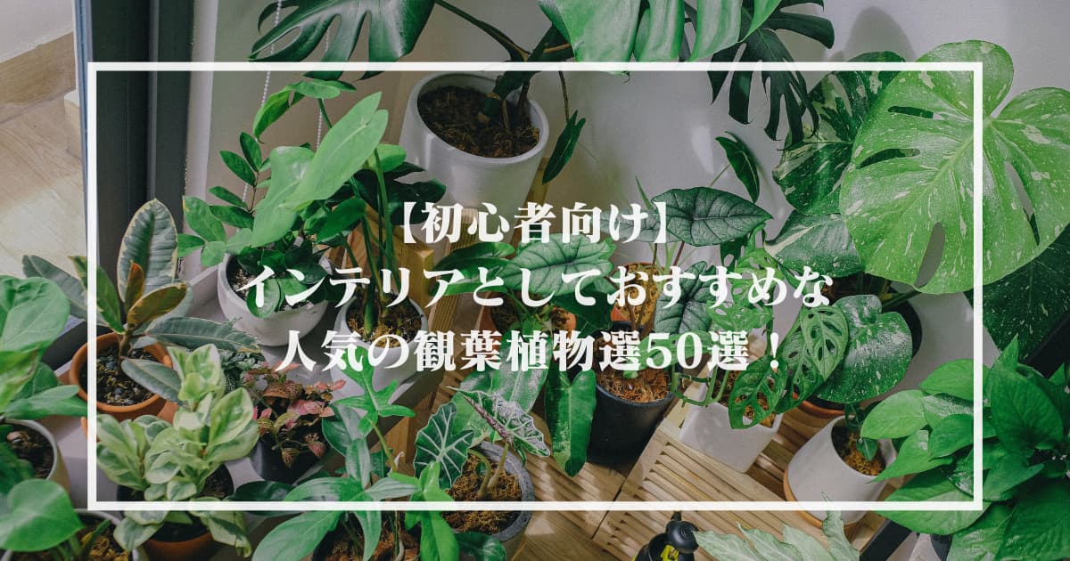 【初心者向け】インテリアとしておすすめな人気の観葉植物選50選！