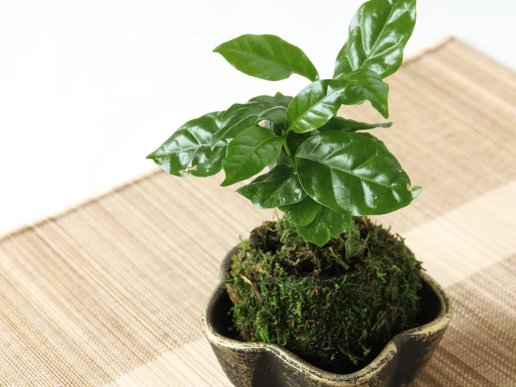 【初心者向け】インテリアとしておすすめな人気の観葉植物選50選 コーヒーの木