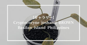 Cryptocoryne sp. philippines min-2【LA便】 晒せ