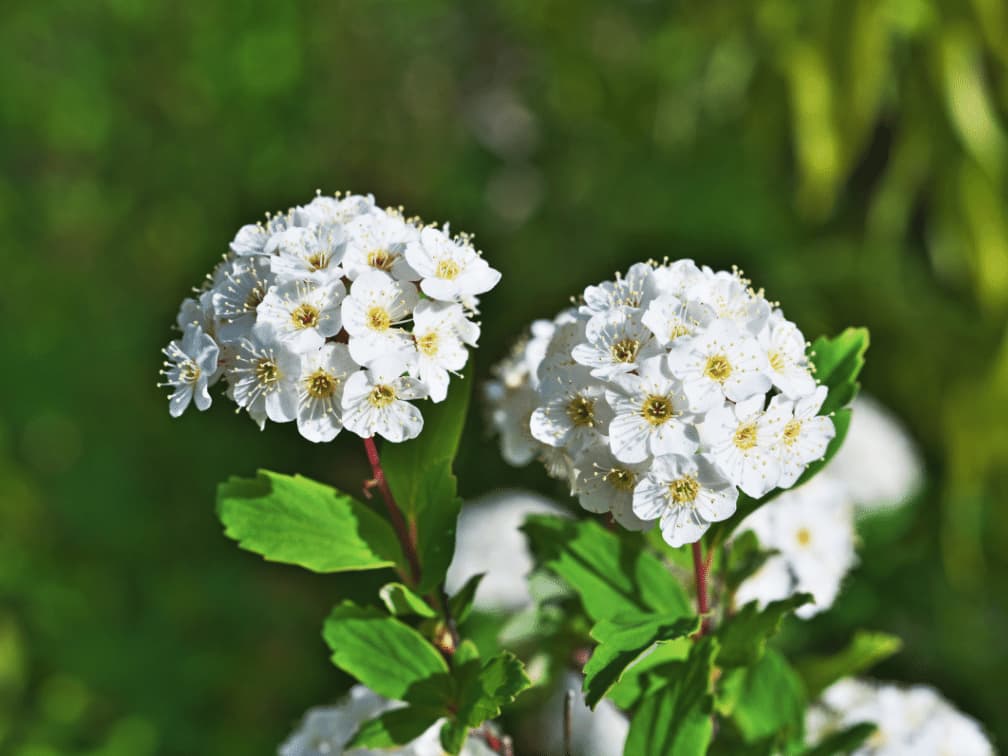 思い返せば懐かしい学生時代を思い出すような青春に関する花言葉一覧