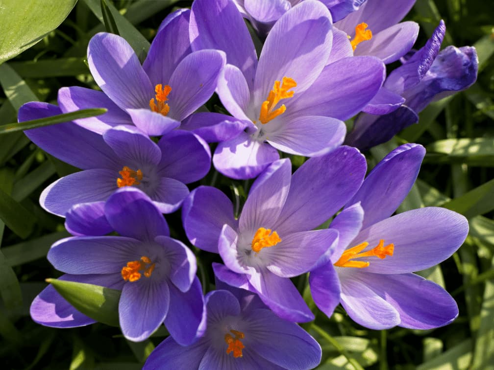 思い返せば懐かしい学生時代を思い出すような青春に関する花言葉一覧 思い返せば懐かしい学生時代を思い出すような青春に関する花言葉一覧