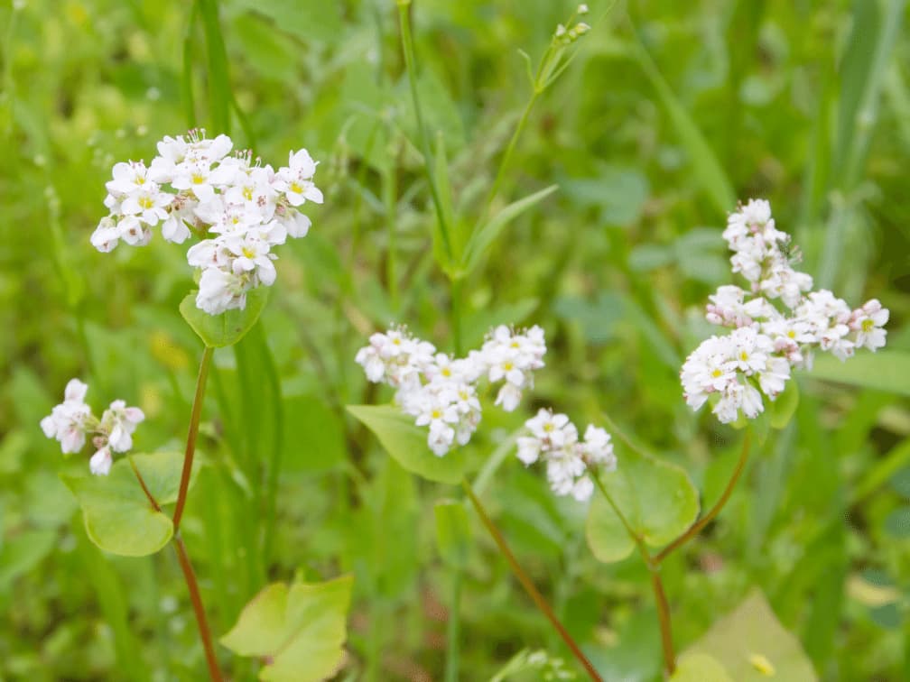 思い返せば懐かしい学生時代を思い出すような青春に関する花言葉一覧