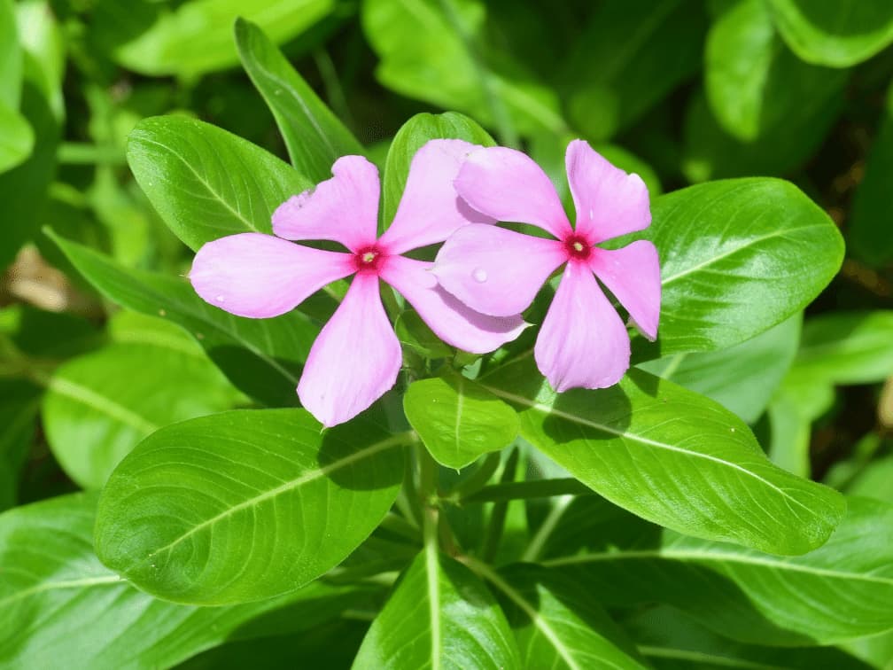 思い返せば懐かしい学生時代を思い出すような青春に関する花言葉一覧