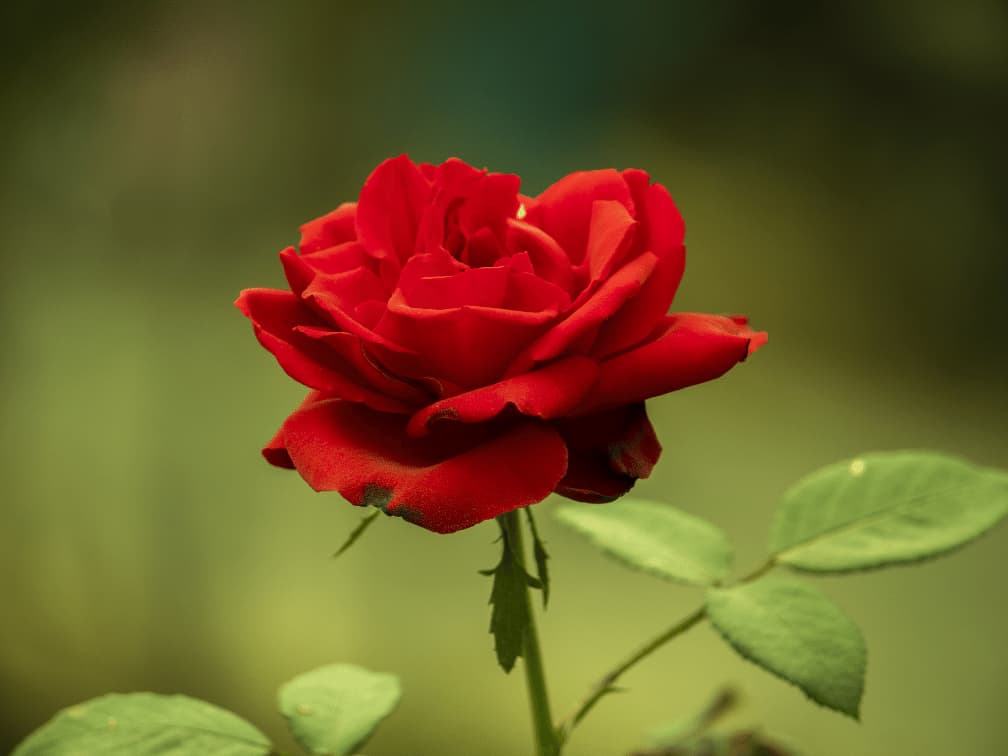 思い返せば懐かしい学生時代を思い出すような青春に関する花言葉一覧