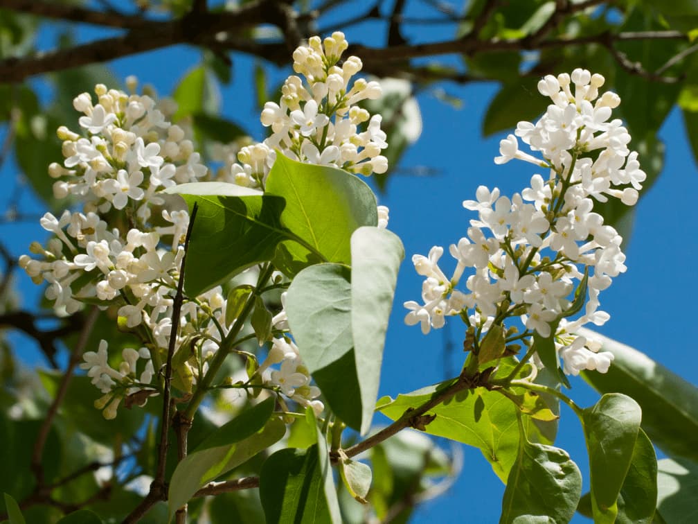 思い返せば懐かしい学生時代を思い出すような青春に関する花言葉一覧