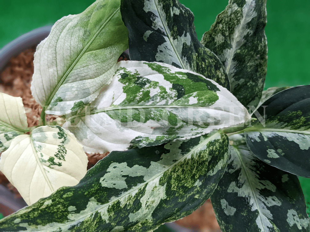Aglaonema-pictum-variegata- 