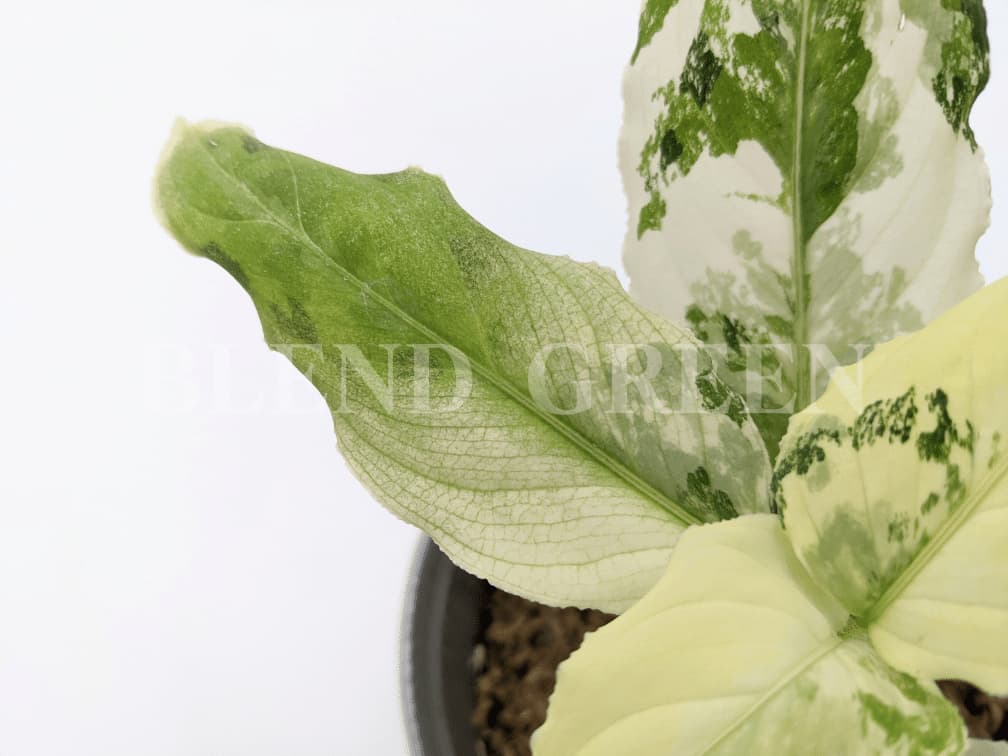 Aglaonema pictum variegata アグラオネマピクタム・バリエガータ 斑入り