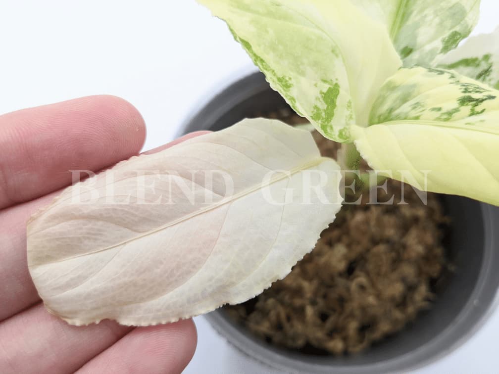 Aglaonema pictum variegata アグラオネマピクタム・バリエガータ 斑入り