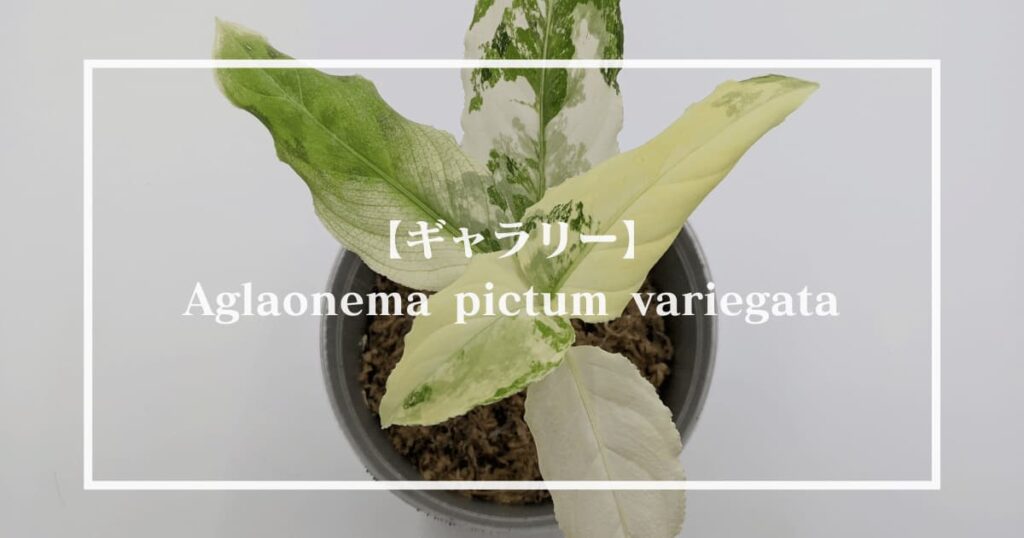 Aglaonema pictum | BLEND GREEN
